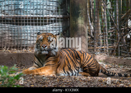 Tiger seduto nella cella dello Zoo guardando la fotocamera Foto Stock