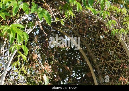 Arco bianco con fiore vigneti che crescono su esso Foto Stock