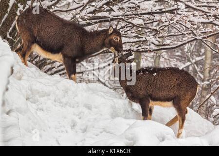 L'Europa, Italia, Veneto, Belluno, Agordino. Muflone (Ovis musimon) femmina e giovane maschio Foto Stock