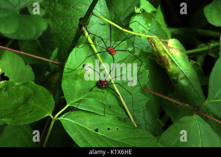 Daddy Long legs/ harvestmen sulle foglie Foto Stock