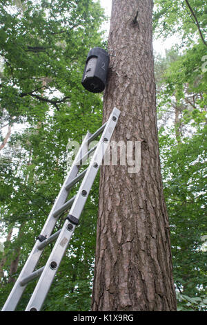 Messa a bat scatole nel bosco in Surrey - una scot pino con un bat scatola fissata e la scaletta Foto Stock