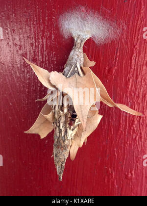 Blue Mud Dauber Wasp Foto Stock