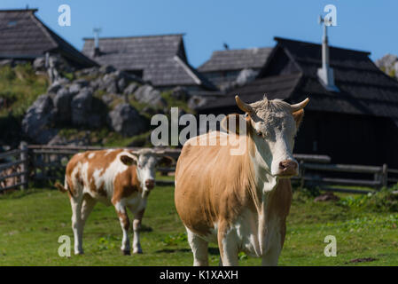 Vacche su pascolo grande altopiano, Slovenia Foto Stock