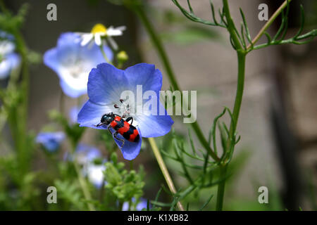 Europeo di Scarabeo a scacchi Foto Stock