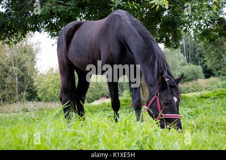 Un bel cavallo nero è mangiare erba su un green glade accanto alla penna Foto Stock