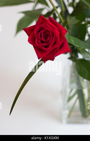Gambo lungo Red Rose Display floreali Foto Stock
