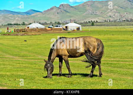 Cavallo al pascolo su un pascolo vicino yurta nell'Orkhon Valley , Khangai Nuru Khangai Nuruu National Park, Mongolia Foto Stock