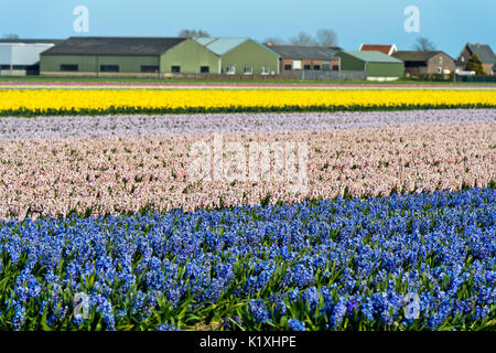 La coltivazione della rosa e blu giacinti nell'area Bollenstreek vicino a Noordwijkerhout, Paesi Bassi Foto Stock