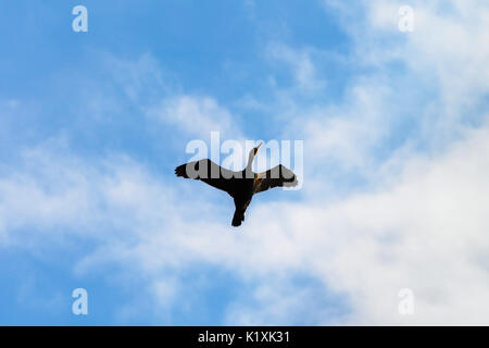 Solitario cormorano Phalacrocorax carbo bird volare alto con ali stese contro il cielo blu e nuvole bianche. Pomerania, Polonia settentrionale. Foto Stock