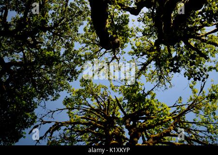 Sonnellino rilassante sotto un baldacchino di alberi di alto fusto e la sensazione di essere in armonia con la natura. Foto Stock