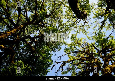 Sonnellino rilassante sotto un baldacchino di alberi di alto fusto e la sensazione di essere in armonia con la natura. Foto Stock