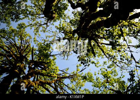 Sonnellino rilassante sotto un baldacchino di alberi di alto fusto e la sensazione di essere in armonia con la natura. Foto Stock