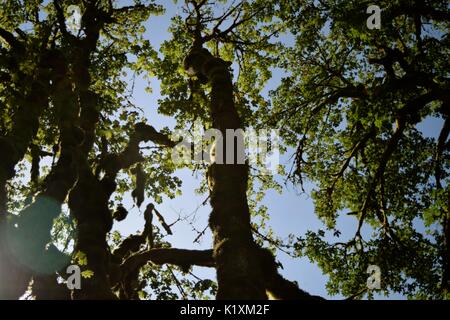 Sonnellino rilassante sotto un baldacchino di alberi di alto fusto e la sensazione di essere in armonia con la natura. Foto Stock