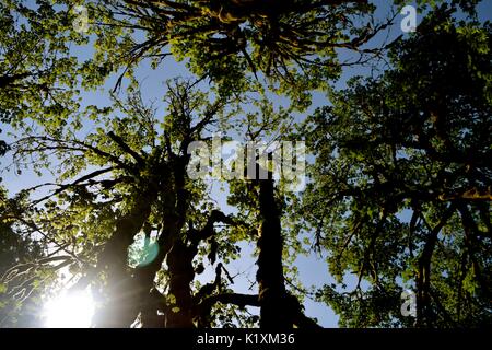 Sonnellino rilassante sotto un baldacchino di alberi di alto fusto e la sensazione di essere in armonia con la natura. Foto Stock