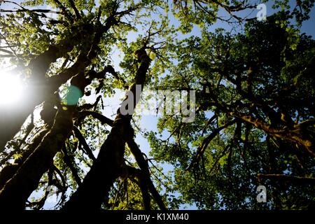 Sonnellino rilassante sotto un baldacchino di alberi di alto fusto e la sensazione di essere in armonia con la natura. Foto Stock