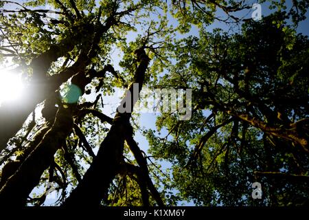 Sonnellino rilassante sotto un baldacchino di alberi di alto fusto e la sensazione di essere in armonia con la natura. Foto Stock