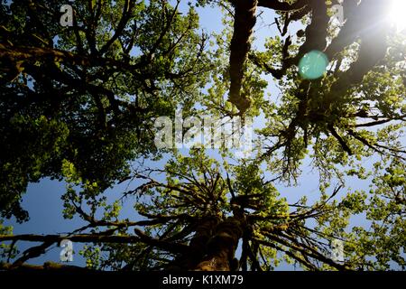 Sonnellino rilassante sotto un baldacchino di alberi di alto fusto e la sensazione di essere in armonia con la natura. Foto Stock