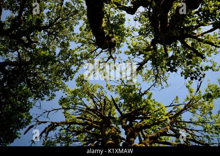 Sonnellino rilassante sotto un baldacchino di alberi di alto fusto e la sensazione di essere in armonia con la natura. Foto Stock