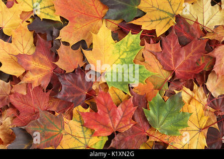 Autunno sfondo - essiccato giallo, verde, arancione, viola e rosso di foglie di acero Foto Stock
