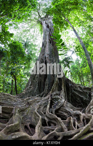 Radici quadrate di Giant Strangler Fig Tree, Ficus sp., Isola Christmas, Australia Foto Stock