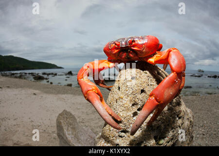 Isola di Natale Granchio rosso a Ethel Beach, Gecarcoidea natalis, Isola Christmas, Australia Foto Stock