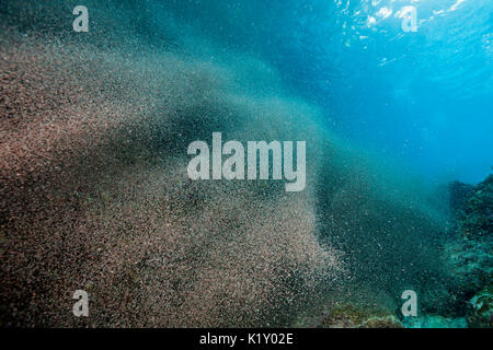 Nuvole di larve di granchio swirl vicino a riva, Gecarcoidea natalis, Isola Christmas, Australia Foto Stock