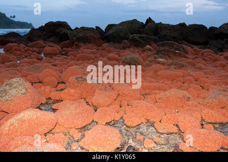 Il novellame di granchi di ritorno dal mare, Gecarcoidea natalis, Isola Christmas, Australia Foto Stock