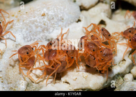 Il novellame di granchi alimentare sulla cuticola, Gecarcoidea natalis, Isola Christmas, Australia Foto Stock