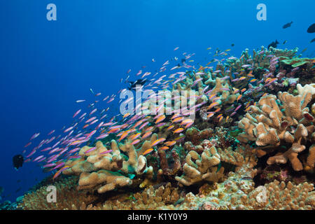 Whitleys Basslet slanciata e Redfin Anthias, Luzonichthys whitleyi, Pseudanthias dispar, Isola Christmas, Australia Foto Stock