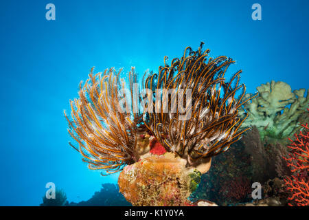 Feather Star in Coral Reef, Comantheria sp., Isola Christmas, Australia Foto Stock