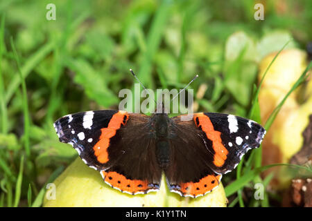 Red Admiral farfalla sulla decadendo manna mele. Foto Stock