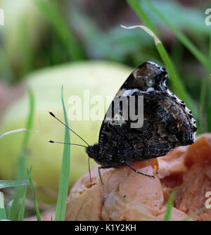 Red Admiral farfalla sulla decadendo manna mele. Foto Stock