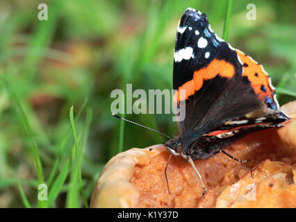 Red Admiral farfalla sulla decadendo manna mele. Foto Stock