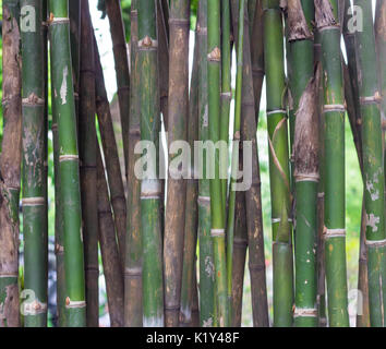 Foresta di bamboo closeup Foto Stock