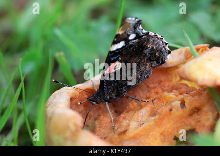 Red Admiral farfalla sulla decadendo manna mele. Foto Stock