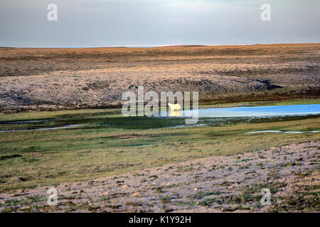 Paesaggio artico. Orso polare nel buio e senza vita nel deserto artico. Problemi con il cibo, ridurre la popolazione di orsi nel mare di Kara. Orso in cerca di cibo in Foto Stock