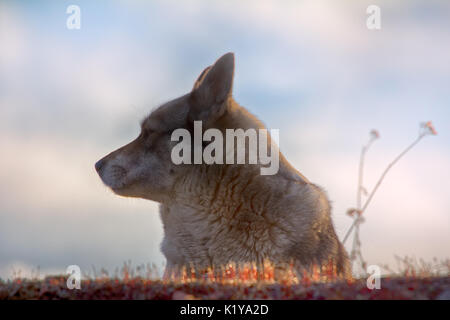 East Siberian Laika (correlati razza husky) Foto Stock