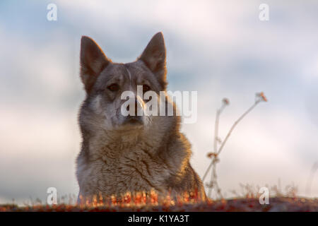 East Siberian Laika (correlati razza husky) Foto Stock