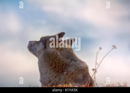 East Siberian Laika (correlati razza husky) Foto Stock