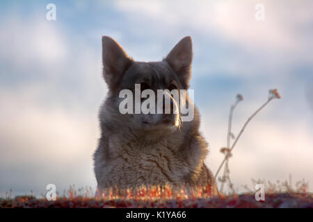 East Siberian Laika (correlati razza husky) Foto Stock