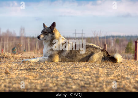 East Siberian Laika (correlati razza husky) donnola scomparso nel sottobosco, Foto Stock