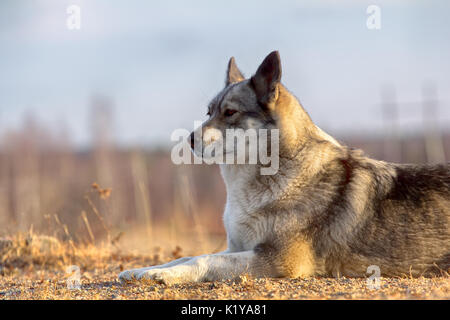 East Siberian Laika (correlati razza husky) donnola scomparso nel sottobosco, Foto Stock