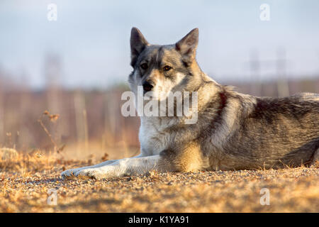 East Siberian Laika (correlati razza husky) donnola scomparso nel sottobosco, Foto Stock