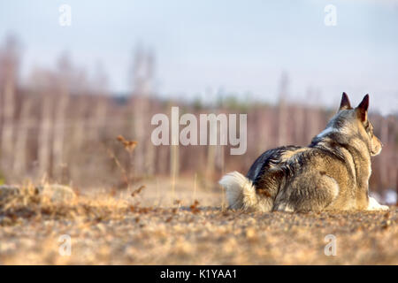 East Siberian Laika (correlati razza husky) donnola scomparso nel sottobosco, Foto Stock