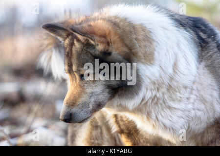 Scena di caccia con i cani. East Siberian Laika (correlati razza husky) - donnola scomparso nel sottobosco, cane stomps i suoi piedi e le cortecce cercando di spaventare un Foto Stock