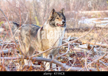 Scena di caccia con i cani. East Siberian Laika (correlati razza husky) - donnola scomparso nel sottobosco, cane stomps i suoi piedi e le cortecce cercando di spaventare un Foto Stock