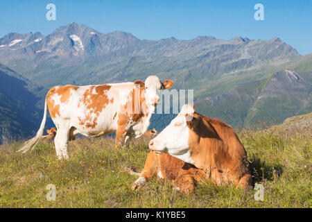 Mucche al pascolo lungo la strada alpina del Grossglockner, Austria Foto Stock