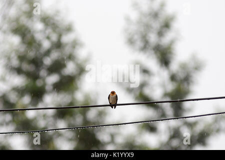 Un benvenuto Rondine (Hirundo neoxena) seduto su un filo in heavy rain. Foto Stock