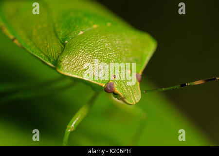 Green stink bug o soldato verde bug (Chinavia hilaris) sulla foglia, close-up di testa. Foto Stock