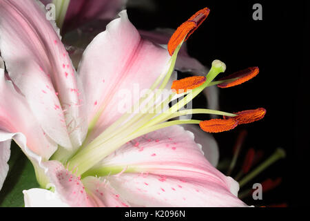 Giglio colore rosa Lilium Marco Polo stile di stimmi di stami filamenti e Tepal close up macro Foto Stock